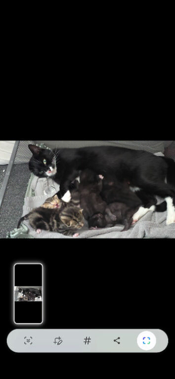 Gorgeous kittens for sale