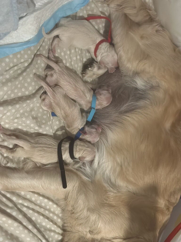GORGEOUS GOLDIE PUPS