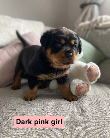 Beautiful KC Rottweiler puppies ready 18.10.26
