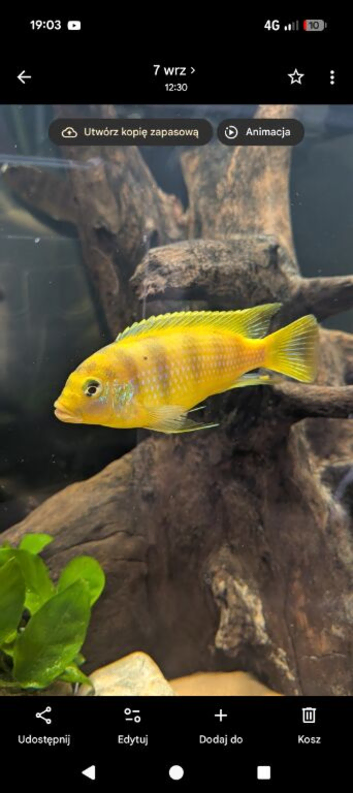 cichlid malawi male 8/9cm 8 months old