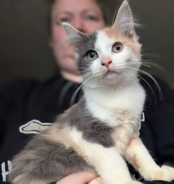 Loving Maine coon kittens
