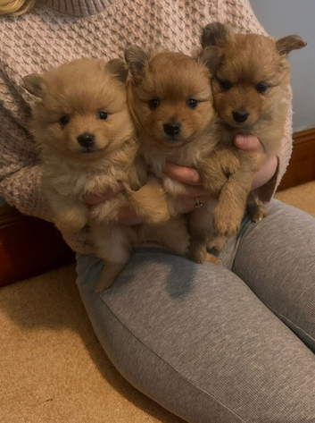 Beautiful Teddy bear Pomeranian puppies 3 girls left ready 10/06/26