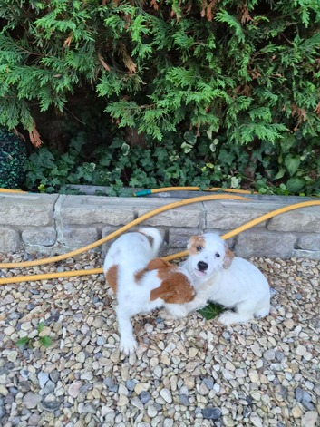 JACK RUSSELL PUPPIES