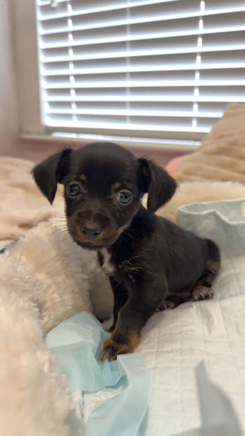 Parson Russell terrier mixed with chihuahua