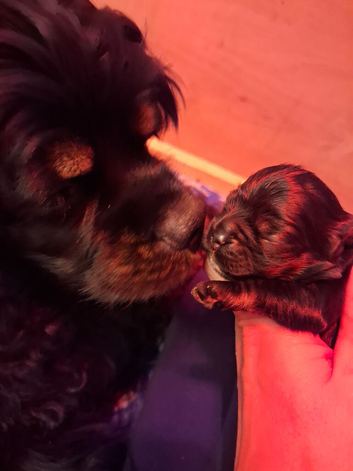 Stunning American Cocker Spaniel Puppies