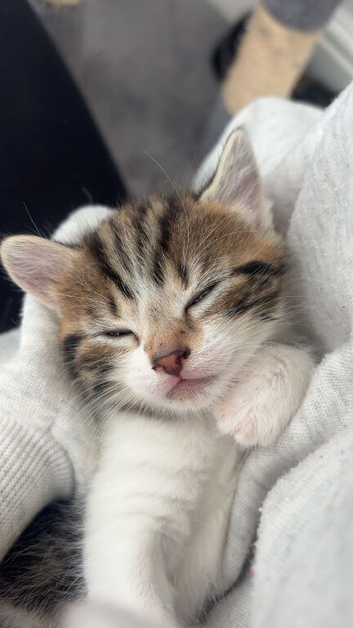 Kittens for sale