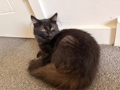 Beautiful fluffy boy needing forever home