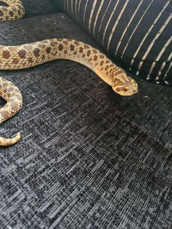 Two beautiful adault female hognose