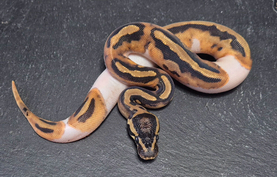 UPDATED Various Ball Python Hatchlings