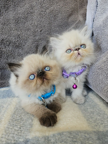 Stunning Pedigree Persian Kittens