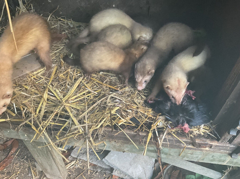 Ferrets for sale