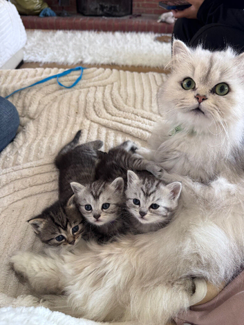STUNNING KITTENS  Beautiful Chinchilla Persian/Siamese kittens