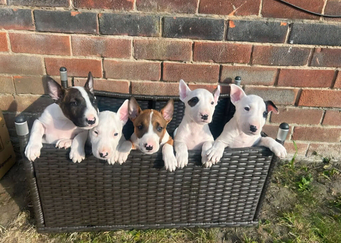 English bull terrier puppies