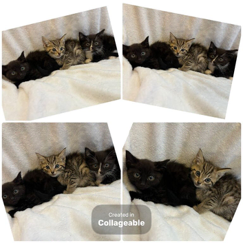 Kittens Ready To Go To Loving Homes!