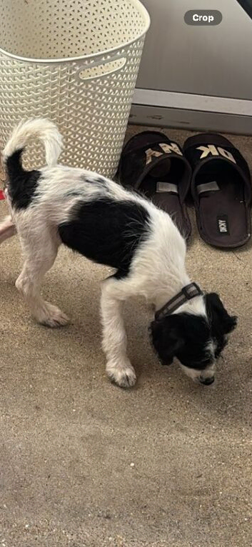 2 Jack russels