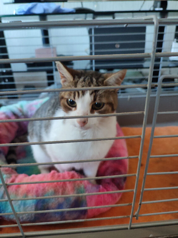 Lost pet