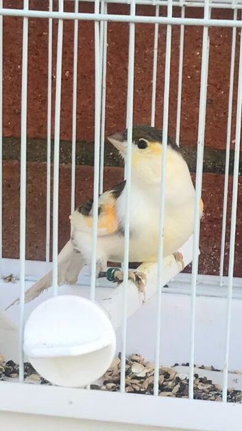 This year's Canary