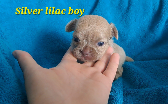 Long coat chihuahua pups Ready 9th July