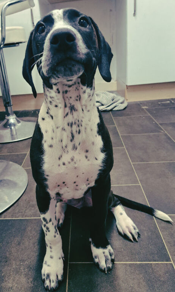Dalmatian X Staffy