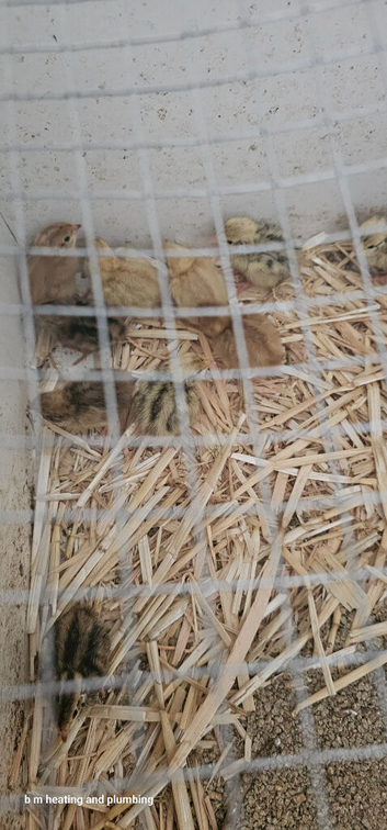 3 days old quails unsex