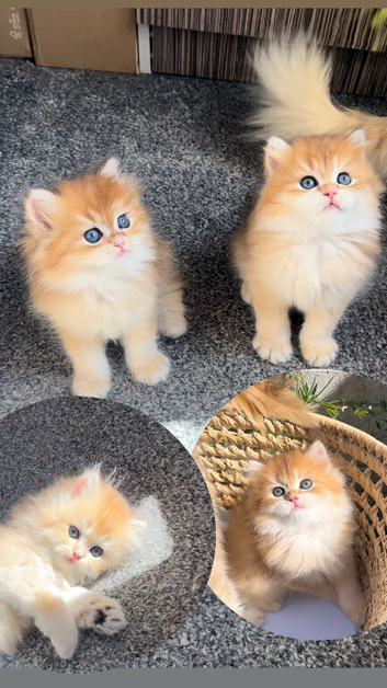 GCCF Champion Line British Kittens