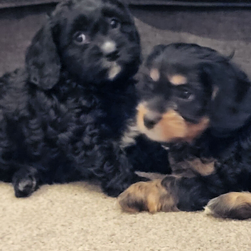 Cavapoochon