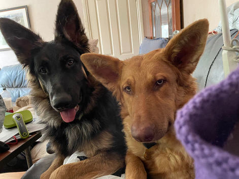 Straight back pure German shepherds