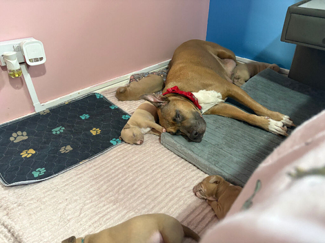 American bulldog cross American staff