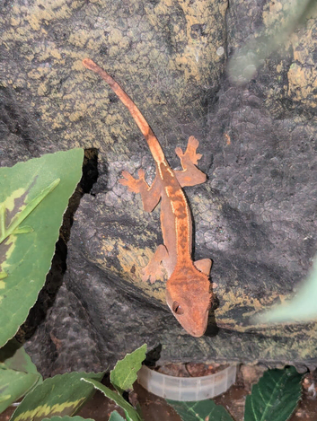 Harlequin crested gecko