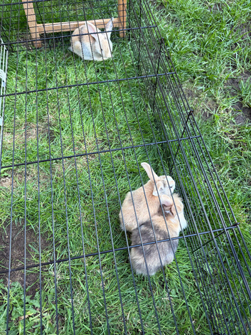3 Female Baby Rabbits For Sale
