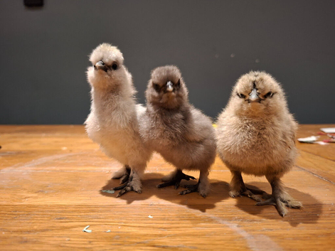 Silky chicks and hatching eggs