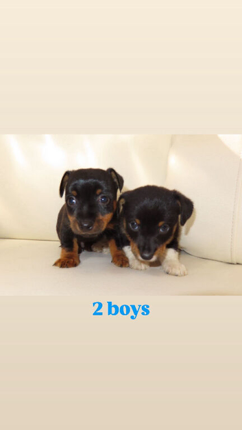 Jack Russells