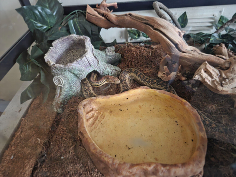 Bull snake and tank