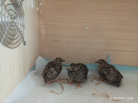 Available Still adult tiny size birds 2 x males and 3 x females &pound;32 the lot