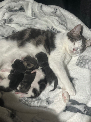 1 kittens left