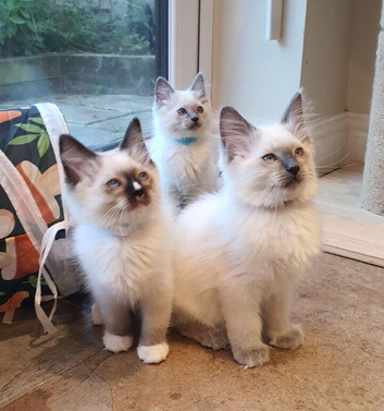 Beautiful GCCF Registered Ragdoll Kittens