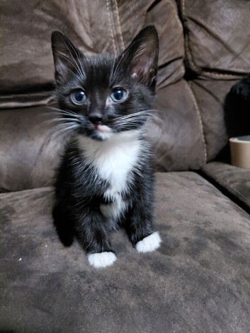 9 weeks old kitten