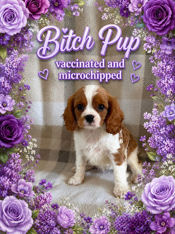 Beautiful litter of cavalier King Charles puppies ready for there forever homes