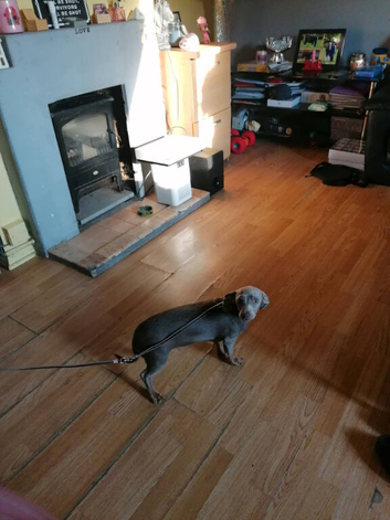 5 month old silver boy