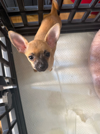 1 girl  chihuahua  pup