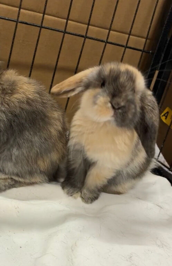 Mini Lop Bunnies