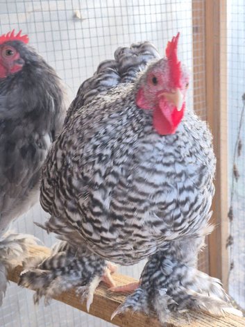 Pekin cockerels Available