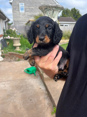 Beautiful traditionally bred puppies