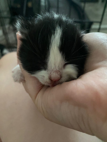Ragdoll mix kittens