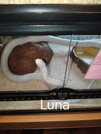 Corn snake x 2 Blizzard / Snow