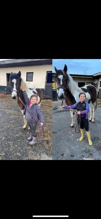 Paint x cob mare 5 years old