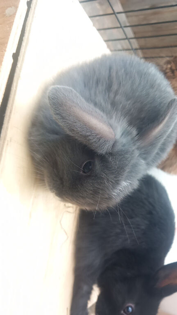 READY NOW LIONHEADS