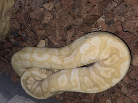 Male and female royal python for sale