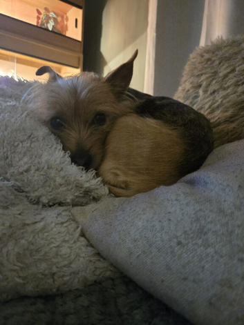 5 year old female chorkie