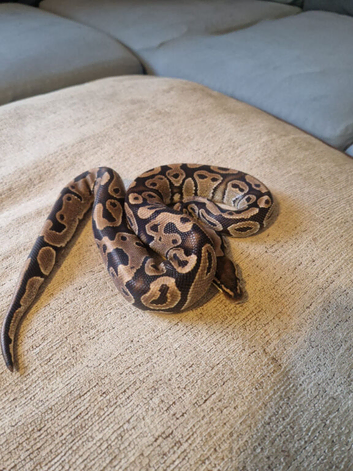 Royal pythons for sale giving up hobby